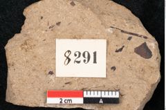 Foto (Detailansicht) von Araucaria sternbergii Goeppert (NHMW-GEO-2024-0188-8291)